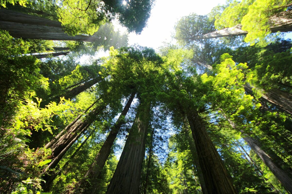 Essere se stessi: la storia dell’albero triste